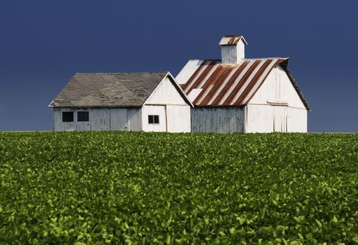 Whitewashed farm buildings with a leafy crop in the forground.