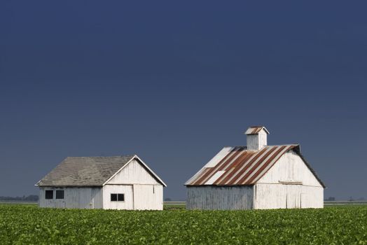 Whitewashed farm buildings with a leafy crop in the forground.