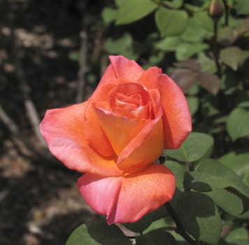 Beautiful rose in Rotshild park, Israel