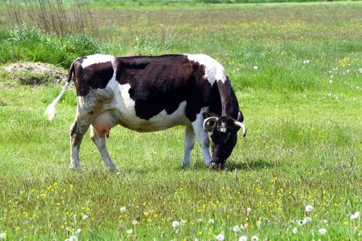 cow on open field