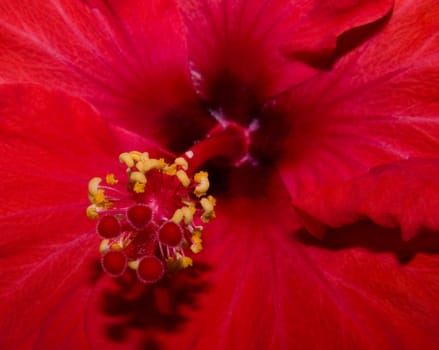 extreme close up of a red hibiscus with stamen visible 