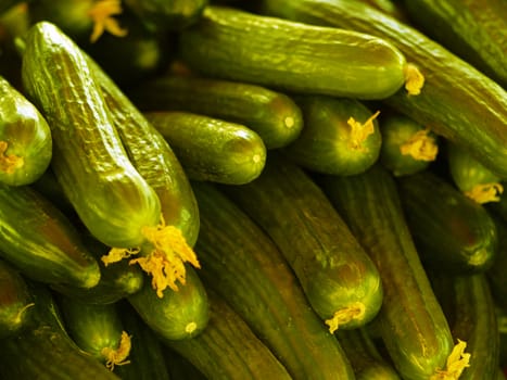 fresh cucumbers in bulk