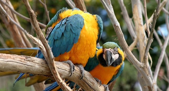 Colorful blue and gold macaws sitting on a tree.