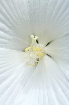 Center of white hibiscus flower