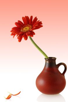 gerber in red vase with couple single petals on the colored background