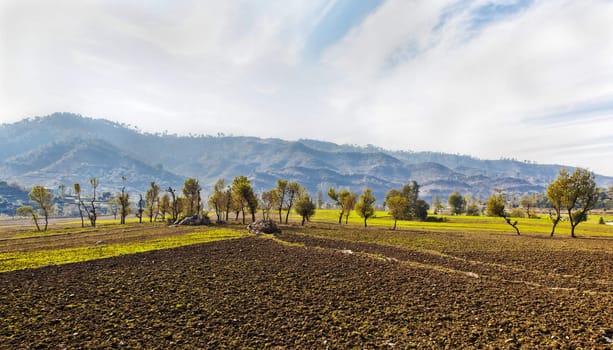 Horizontal landscape of agriculture at the foothills of the Himalayas mountains Northern India, crop space and copy area