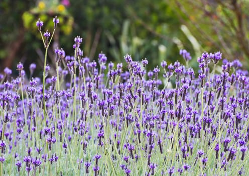 Spanish lavender