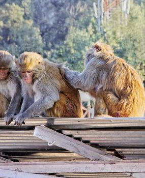Portrait of Indian monkeys at Vaishno Devi Trikuta mountain range sat on corrugated roof nit picking, crop space with empty areas