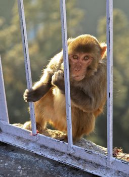 Portrait of an Indian monkey at Vasihnu Devi temple in Jammu Kashmir India looking into the camera lens with crop margins and empy spaces