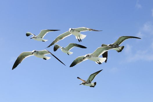 A group of beautiful seagull are flying in a blue sky