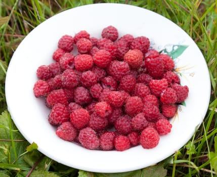 Ripe raspberries on a plate, freshly picked from the bush