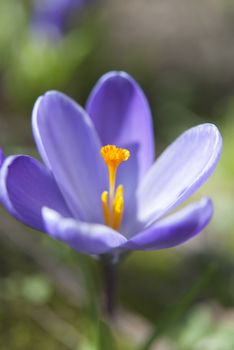 Blooming purple crocus flower on green garden background