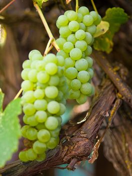 Sweet Green Grapes Hanging on the Vine