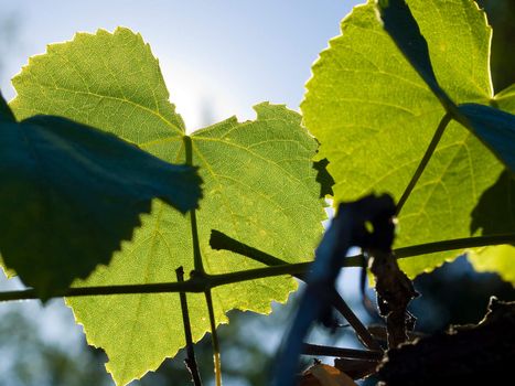 Green Grape Vine Leaves in Direct Sunlight