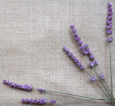 Bunch of lavender flowers on sackcloth background 