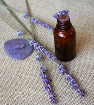Bunch of lavender flowers and bottle of essential oil on sackcloth background in a spa composition