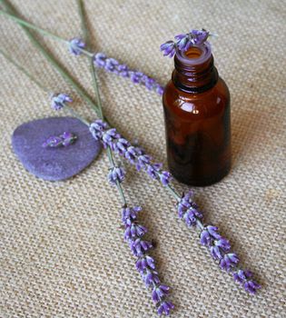 Bunch of lavender flowers and bottle of essential oil on sackcloth background in a spa composition