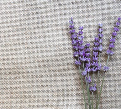 Bunch of lilac lavender flowers on sackcloth background 