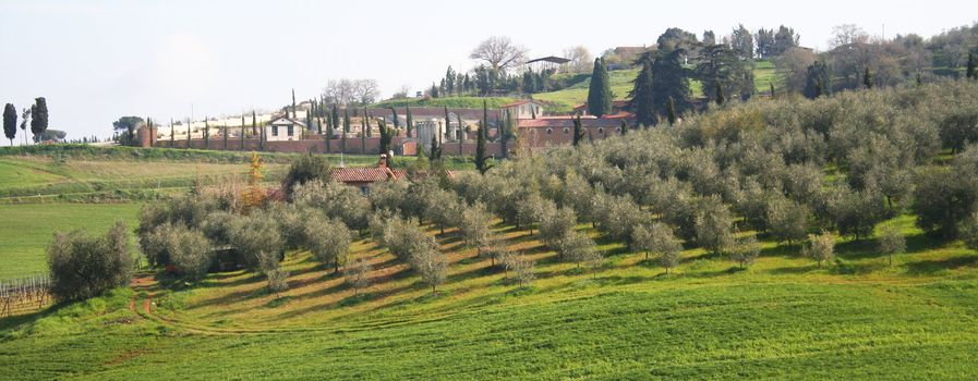 Italy. Tuscany landscape. Val D'Orcia valley. Olive grove