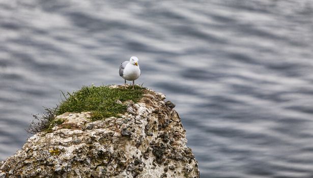 Image of The European Herring Gull (Larus argentatus) on the top of the Etretat cliff in Upper Normandy in Northern France.