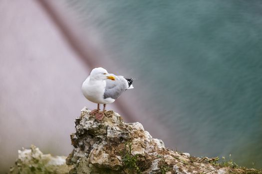 Image of The European Herring Gull (Larus argentatus) on the top of the Etretat cliff in Upper Normandy in Northern France.