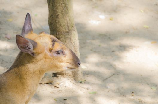 Genus Cervus  is same deer  very  much.
Its  look  lovely.