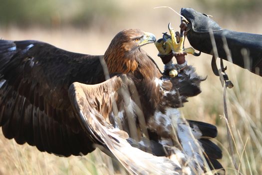 Golden eagle on falconer's glove
