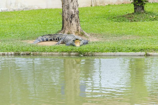 Thailand crocodile in Shawak swamp  Suphanburi Thailand
