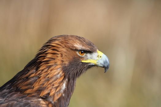 Golden Eagle