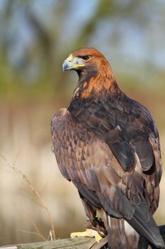 Golden eagle