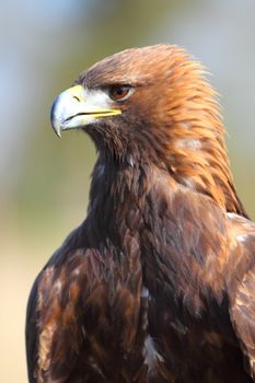 Golden eagle