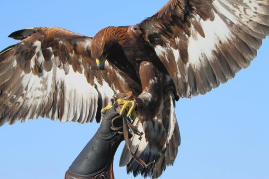 Golden eagle