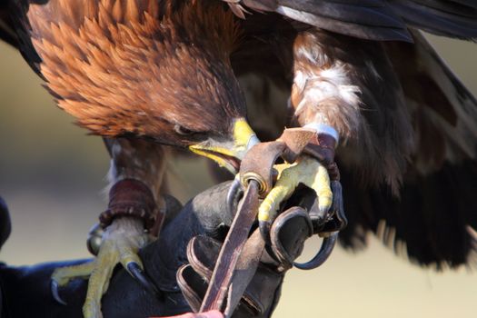 Golden eagle