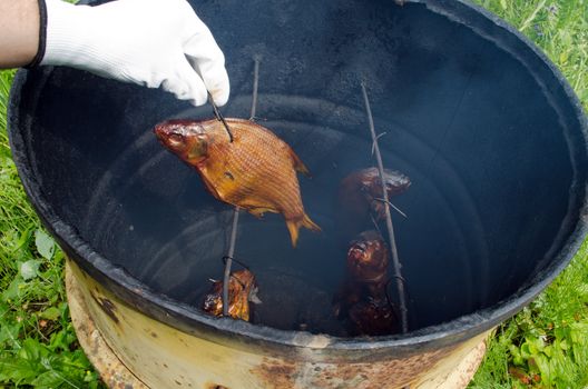 hand in white glove hold freshly smoked tench fish near smokehouse made of rusty barrel.