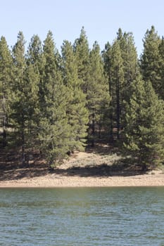 Beautiful pine trees on a mountain side in Verdi Nevada