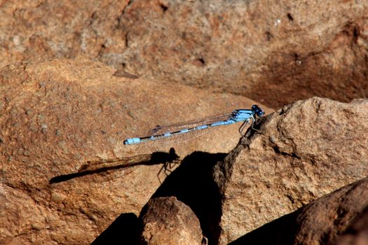 A blue dragonfly on red rocks in the summer with a shadow.