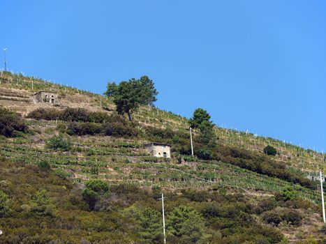 Cinque Terre - Vineyards on steep slopes in the vicinity of Riomagiore