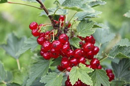 Red currrant 