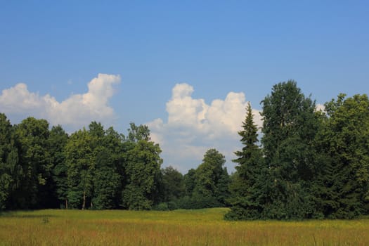Russian forest landscape