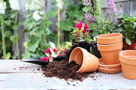 Rustic table with flower pots, potting soil, trowel and plants in front of an old weathered gardening shed.