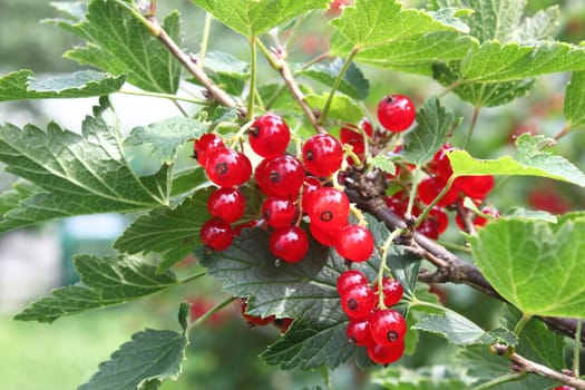 Red currant on bush