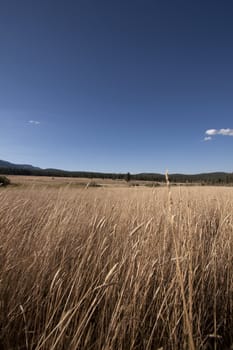 yellow dried grass on a bright blue sky in the summer.