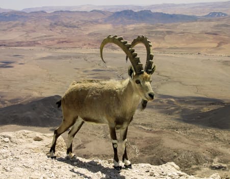 mountain goat in the background of the Big Crater in Israel