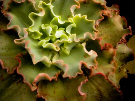 macro of a succulent plant