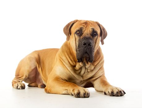 South african mastiff, isolated on white