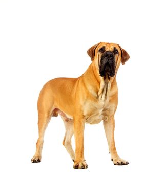 South african mastiff, isolated on white