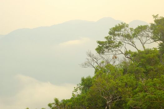 Misty morning in the tropical rain forest, at chanthaburi Thailand.