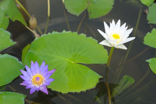 Two lotus in basin.