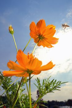 Wide macro the bee landing on yellow flower in sunny day.