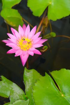  Purple tropical lotus waterlily bloom.